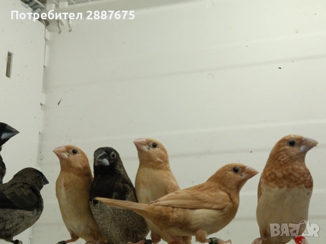 Японски амадини 