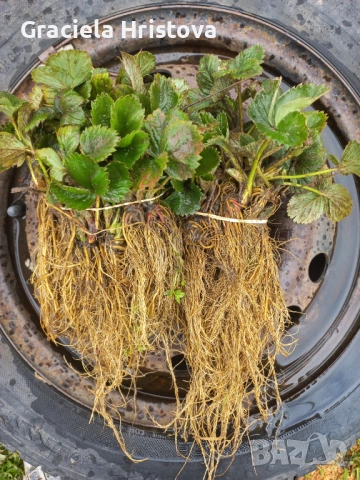 Продавам качествен разсад ягоди сорт  целогодишен мурано албион, снимка 2 - Градински цветя и растения - 54007042