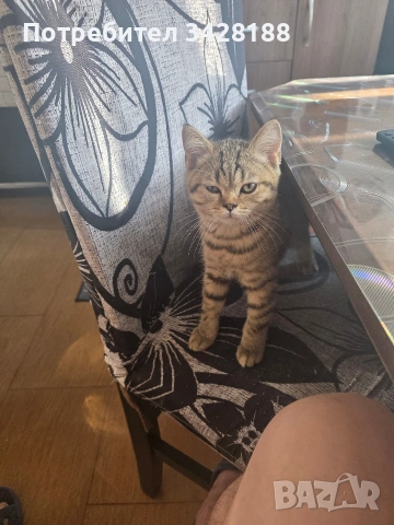 продавам котки британки