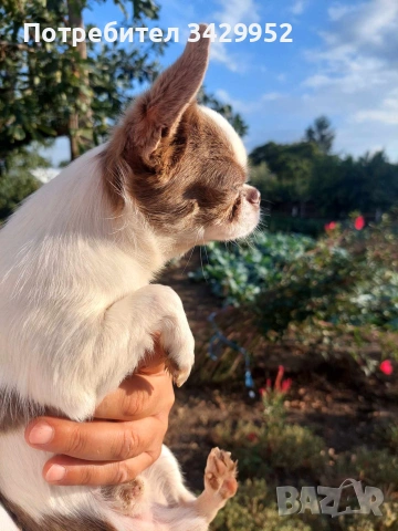 момиченце чихуахуа , снимка 13 - Чихуахуа - 54006487