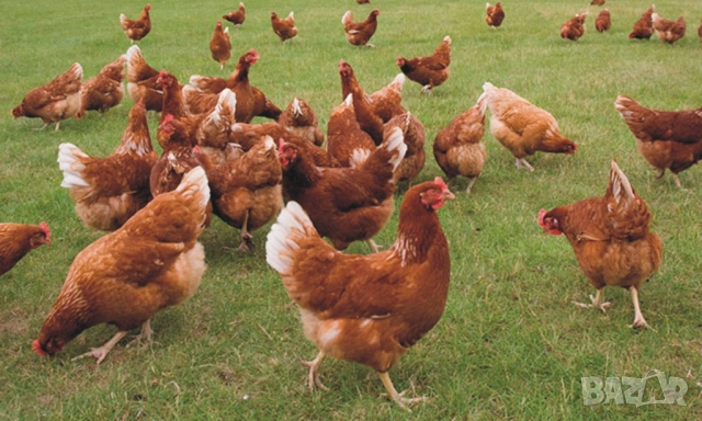 оплодени Яйца от НОСАЧКИ порода Ник Браун -Разплодни яйца за люпене , снимка 7 - Кокошки и пуйки - 54196501