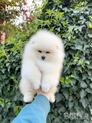 Померан мини момиче с всички ваксини, снимка 4 - Померан - 54340871