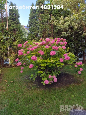 Дава се под наем двустаен апартамент в Dawn park,  Слънчев бряг., снимка 12 - Квартири, нощувки - 55231005