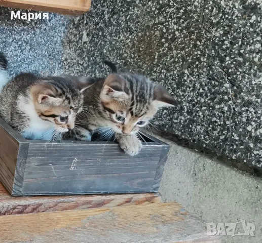 Подарявам  котенца , снимка 5 - Други - 55412587
