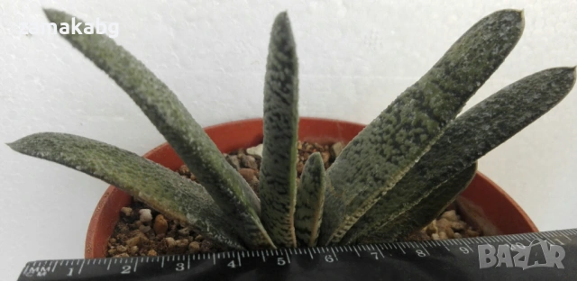 Гастерия хибрид (GASTERIA HYBRID)