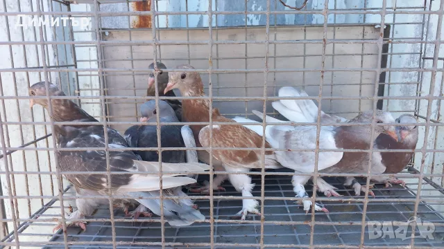 Продавам гълъби Мардини-Турски млади , снимка 6 - Гълъби - 55302134