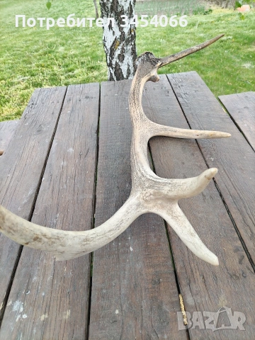Еленови рога. , снимка 3 - Декорация за дома - 54265152