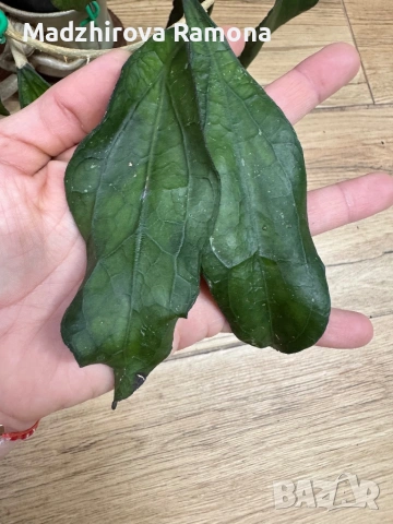 Hoya Хоя Clemensiorum Epc 446, снимка 2 - Стайни растения - 54920376