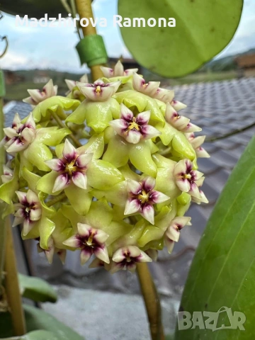 Hoya Хоя Bulusan 