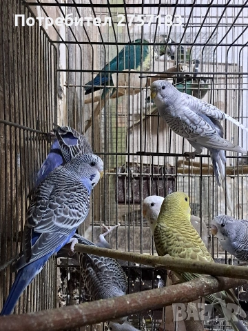 продавам вълнисти папагали