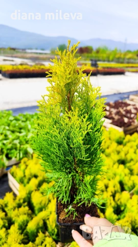 Туя Златен Смарагд, Thuja Occidentalis Golden Smaragd, студоустойчива!!, снимка 4 - Градински цветя и растения - 54767833
