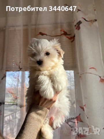 Йорки Голд Дъст