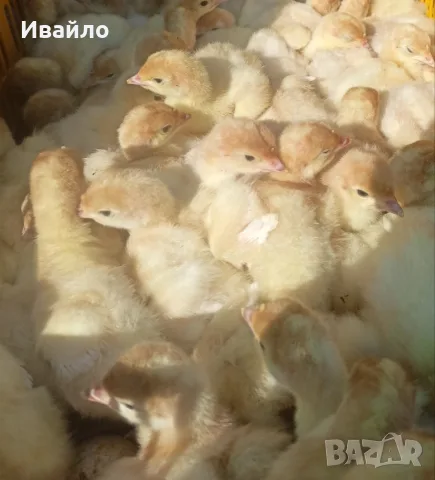 Продавам Пуйчета 