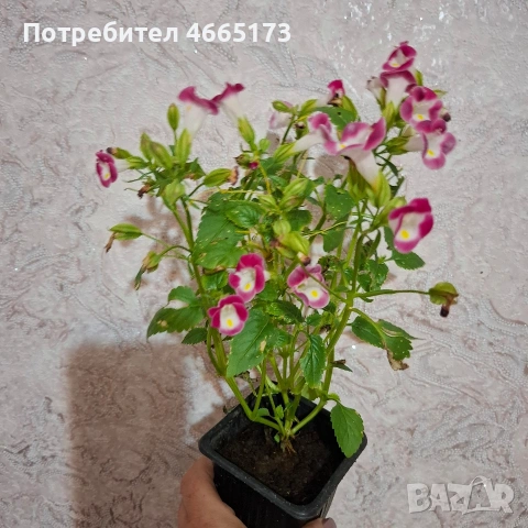 Комплект Цветя Торения, снимка 16 - Градински цветя и растения - 54886857