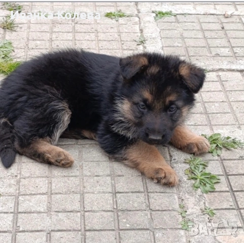 Продавам немска овчарка на 45 дена остана 1 женско
