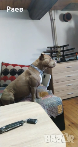Американски питбул териер ,,Ред ноус''(American pitbull terrier Red nose), снимка 9 - Питбул - 54653295