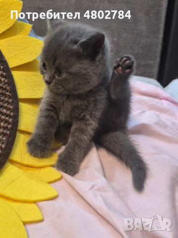 Британски късокосмести, снимка 7 - Британска късокосместа - 54256797