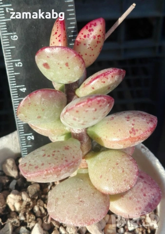 Адромисхус корейски хибрид (Adromischus hallii lorelei korean hybrid), сукулентно растение