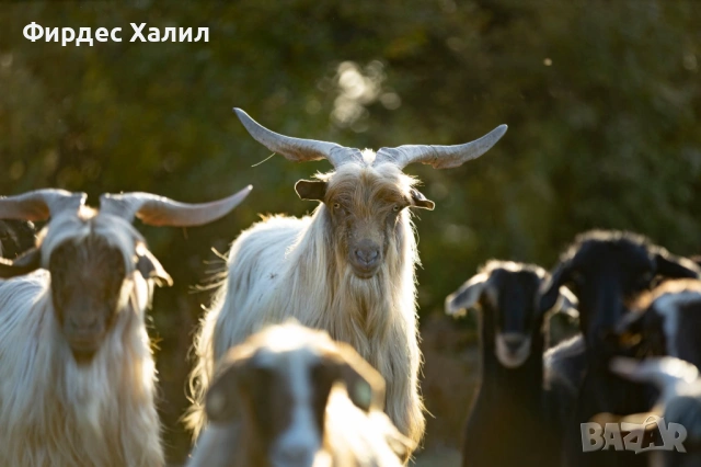 Продавам, снимка 2 - Кози - 54410509