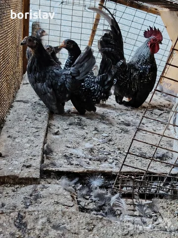 Продавам ярки шабо, снимка 3 - други­ - 55156699