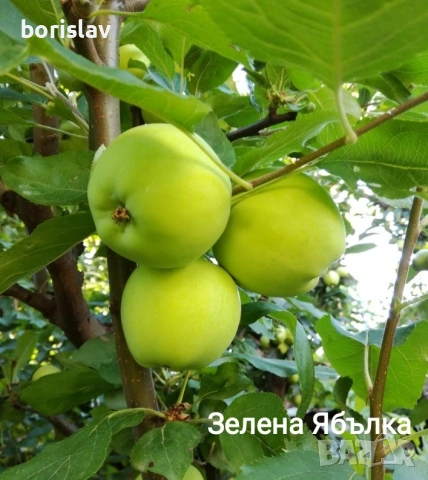 Продавам плодни дръвчета - круши, сливи, ябълки, вишни и дюли