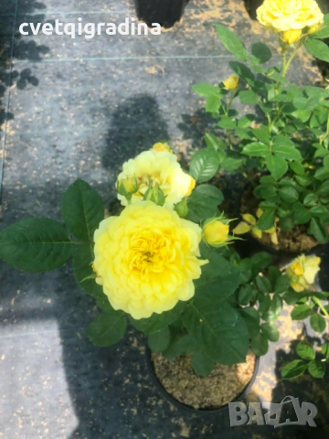 Rosa hybrida Yellow / Жълта роза
