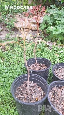 Продавам декоративно растение Китайски мехурник (Koelreuteria paniculata), снимка 5 - Градински цветя и растения - 51422603