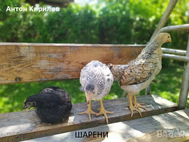 Продавам Шарени /Селски/ пилета 