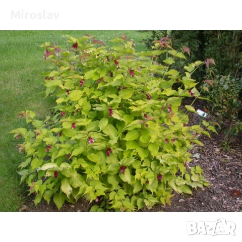 Фазаново дърво (Лейцестерия), снимка 6 - Градински цветя и растения - 53986213