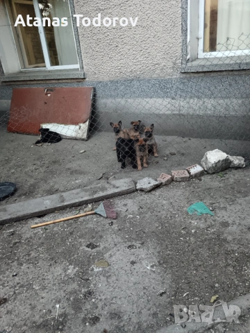 Белгийски овчарки