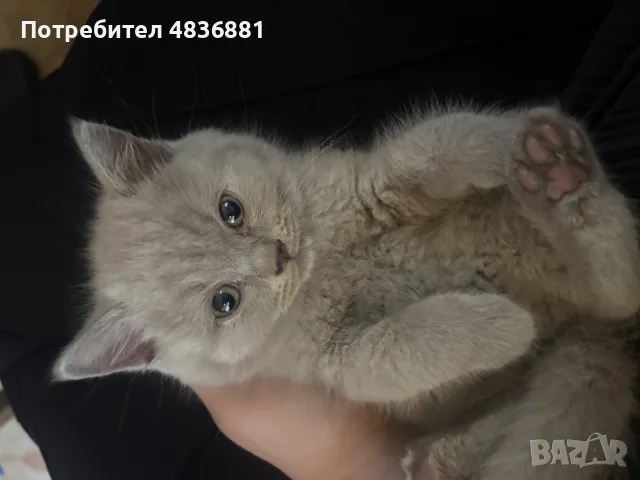Британска късокосместа, снимка 3 - Британска късокосместа - 54974103