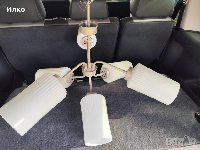 Полилей антика