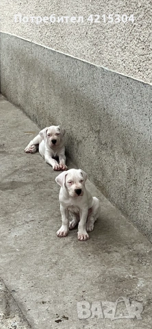 Кученце Дого Аржентино/Dogo Argentino . Женски пол / Female