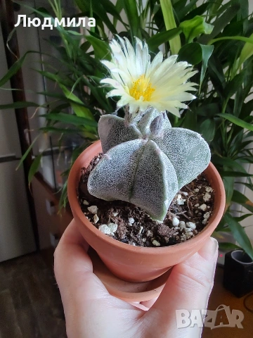 Astrophytum myriostigma,, снимка 3 - Стайни растения - 55221865