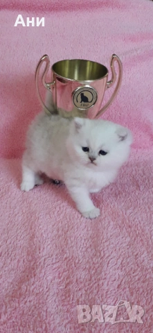 КОТЕНЦА МЕЧТА, снимка 7 - Британска късокосместа - 54244948