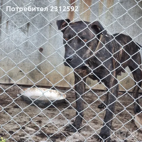 Продават се питбучета!, снимка 14 - Питбул - 55427742