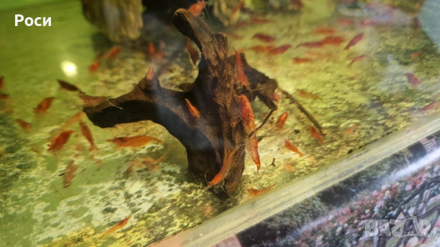 Продавам червени скариди/ ред чери/ ред сакура, снимка 9 - Рибки - 54019242