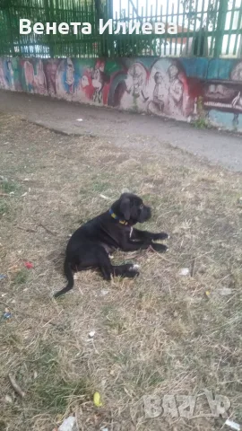 Продавам чистокръвно Кане Корсо, снимка 4 - Кане корсо - 55531301