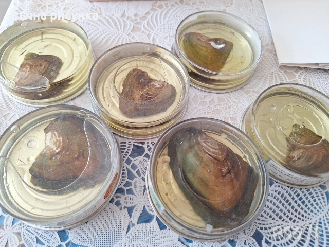 Култивирана истинска речна перла в мида и в консерва 