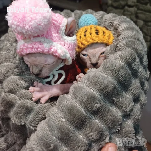 котенца Канадски сфинкс и Елф, снимка 9 - Сфинксове - 55494434