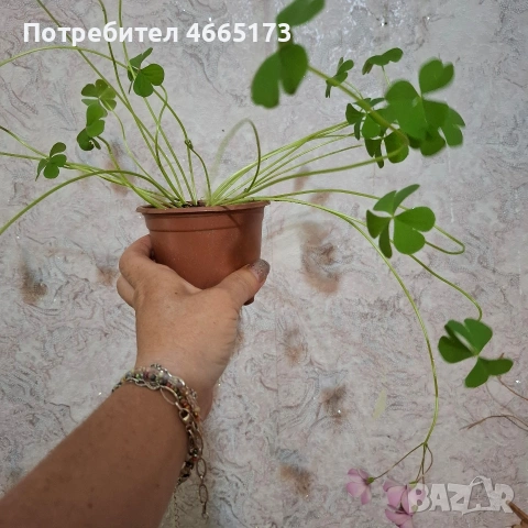 Оксалис /Детелина Бяла и Розова , снимка 15 - Градински цветя и растения - 54510708
