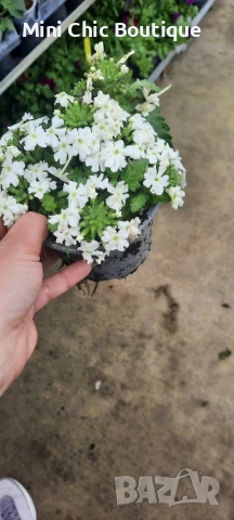 🌸  Вербена (Върбинка) Микс – Готови за засаждане! 🌸 15 бр. за 15€ , снимка 9 - Градински цветя и растения - 54796546