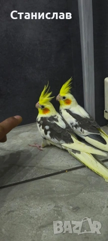 птодавам две млади социални корели 