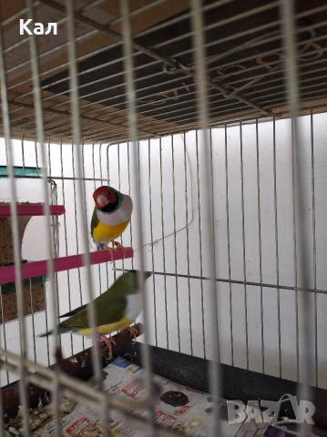 Гулдуви амадини, снимка 4 - Амадини - 54310303