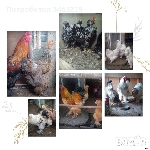 Пиленца Брама, Легхорн,Шабо, снимка 7 - Кокошки и пуйки - 52882666