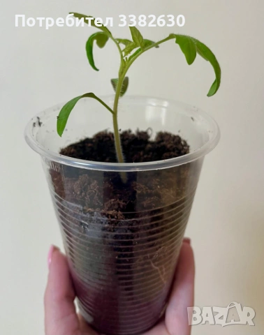 Разсад домати розова магия 