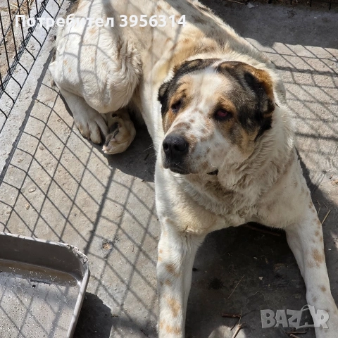 Алабай , снимка 3 - Алабай - 54179344