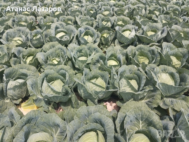 Продавам Ранно Зеле-Конкърър, снимка 8 - Домашни продукти - 54527656