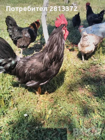 Петли Петел Черен Легхорн Leghorn, снимка 6 - други­ - 55251872