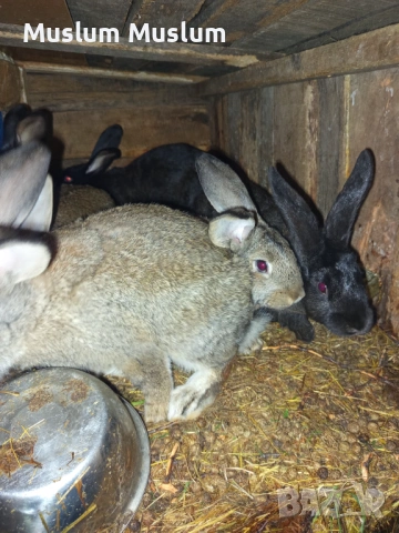 Zaici , снимка 5 - Други - 54212482